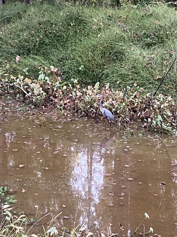 Heron fishing in the canal